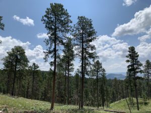 View down a grassy hill covered in pine trees. Green, pine-covered hills rise in the background.