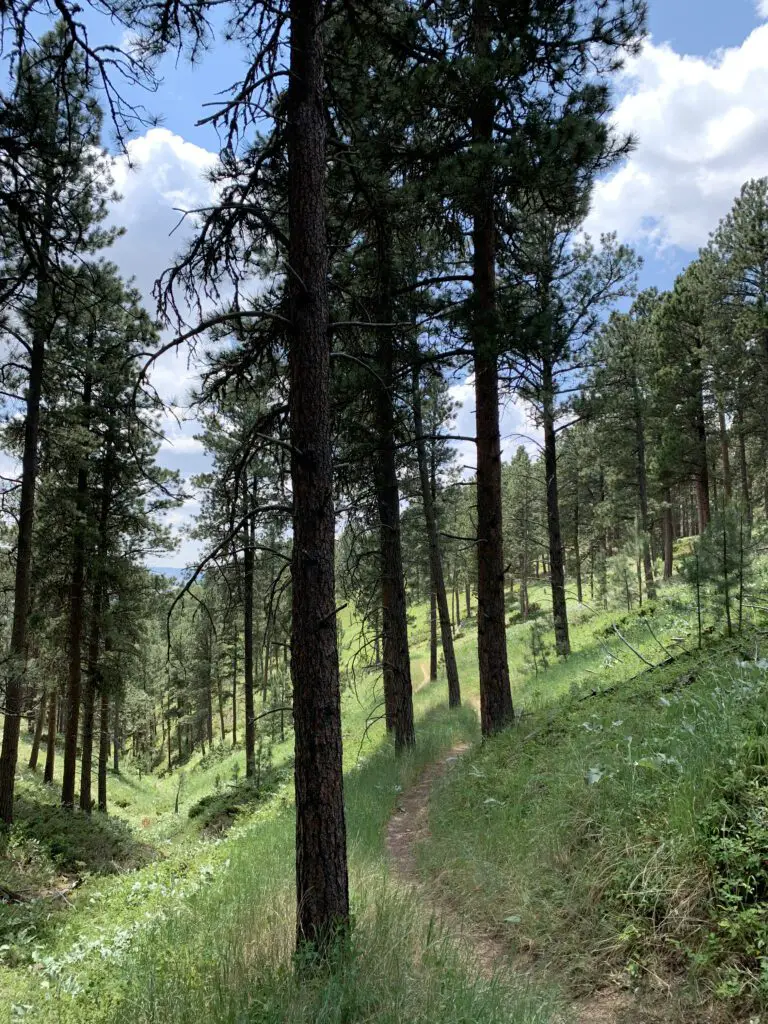 View down a trail that traverses a grassy, pine tree-filled canyon.