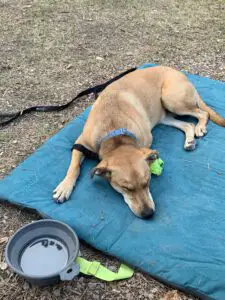 A dog sleeps on a mat on the grass