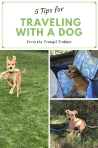 Three pictures: 1) Dog running mid-stride in the grass, tennis ball and rope in mouth, ears flopping; 2) Dog laying in back seat of vehicle, strapped in by seatbelt; 3) Happy-looking dog with perked ears and tongue hanging out sits in the grass. Pin reads, "5 Tips for Traveling With a Dog"