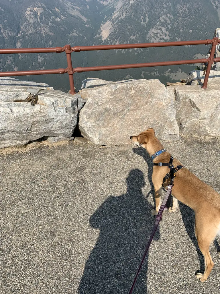 A dog on a leash stares at a chipmunk on a rock, just out of reach. 
