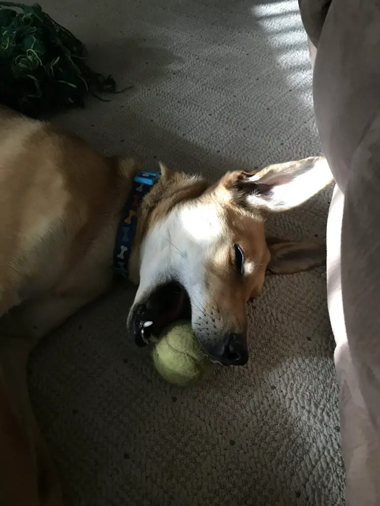 Dog asleep on floor of room, tennis ball sits in open mouth.