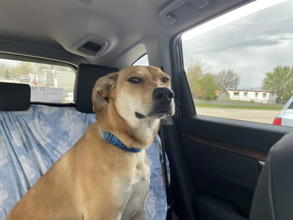 Dog sitting in back seat of vehicle, suspicious look on face.