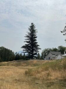 Lone pine tree stands on a grassy hill with a barn in the background