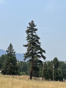 Lone pine tree standing tall against the blue sky