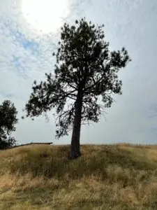 Single tree stands on a grassy hill