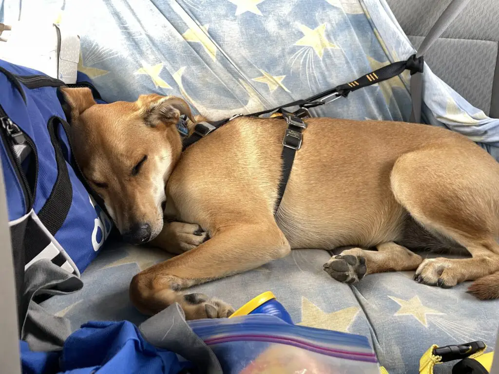 Dog asleep in back of vehicle, strapped into harness and seat belt.