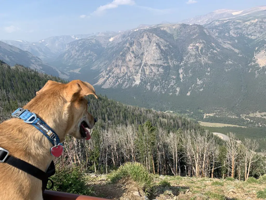 Dog looks out at mountain vista from a viewpoint