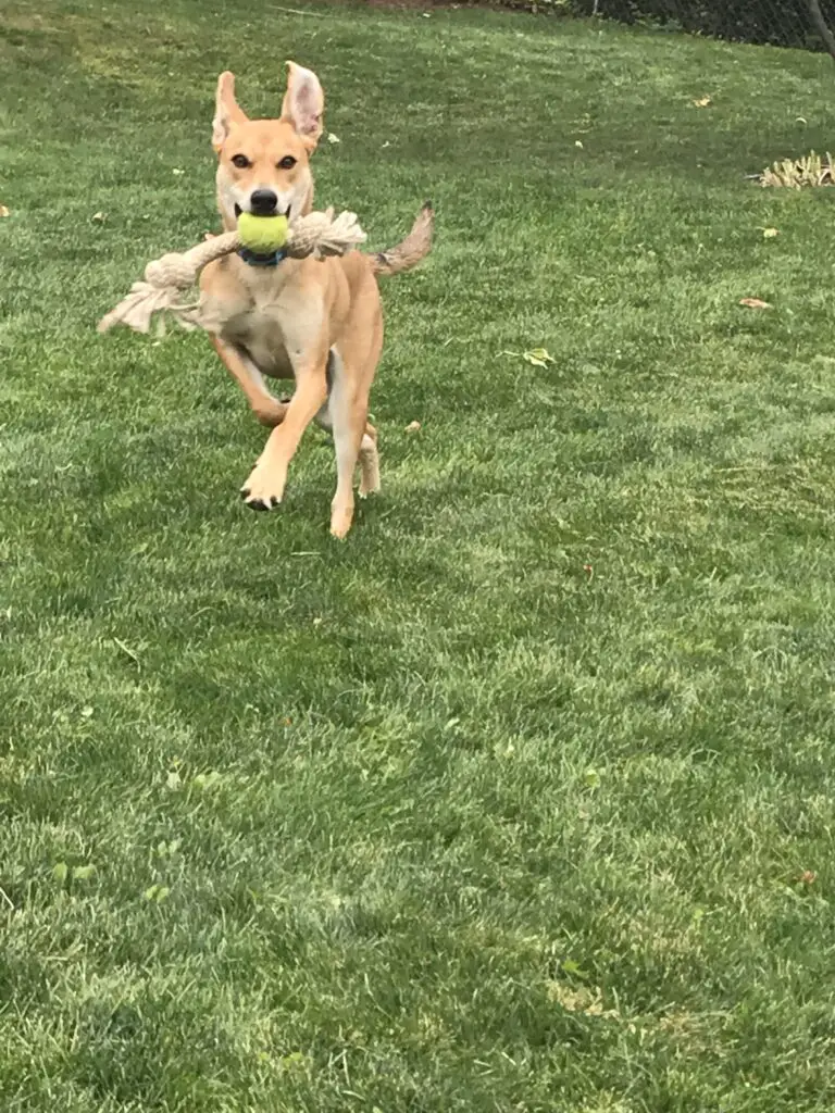 Dog running mid-stride in the grass, tennis ball and rope in mouth, ears flopping.