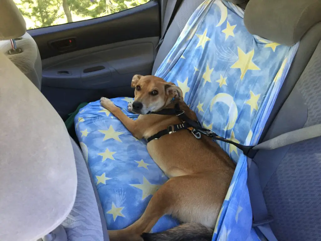 Dog laying in back seat of vehicle, strapped in by seatbelt.