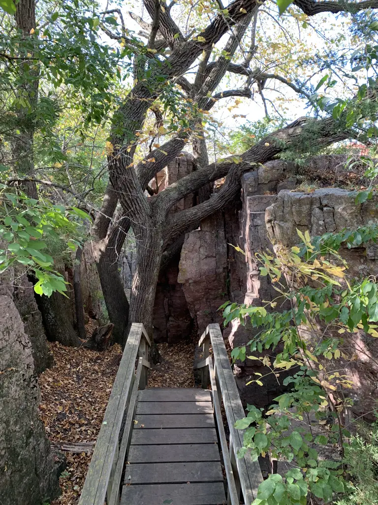 Large tree grows around a rock. Boardwalk and hiking track are beneath the tree.