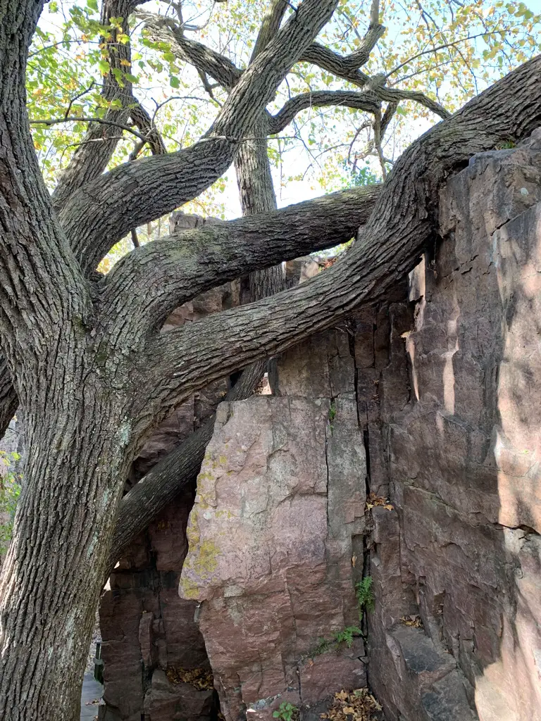 Large tree grows around a rock