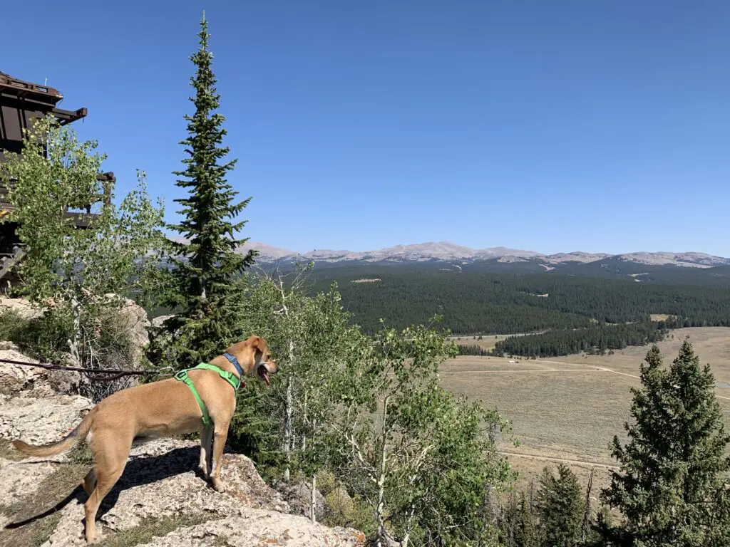 Dog stands on a rocky ledge overlooking trees and a dropoff. A grassy field and mountains are in the background.