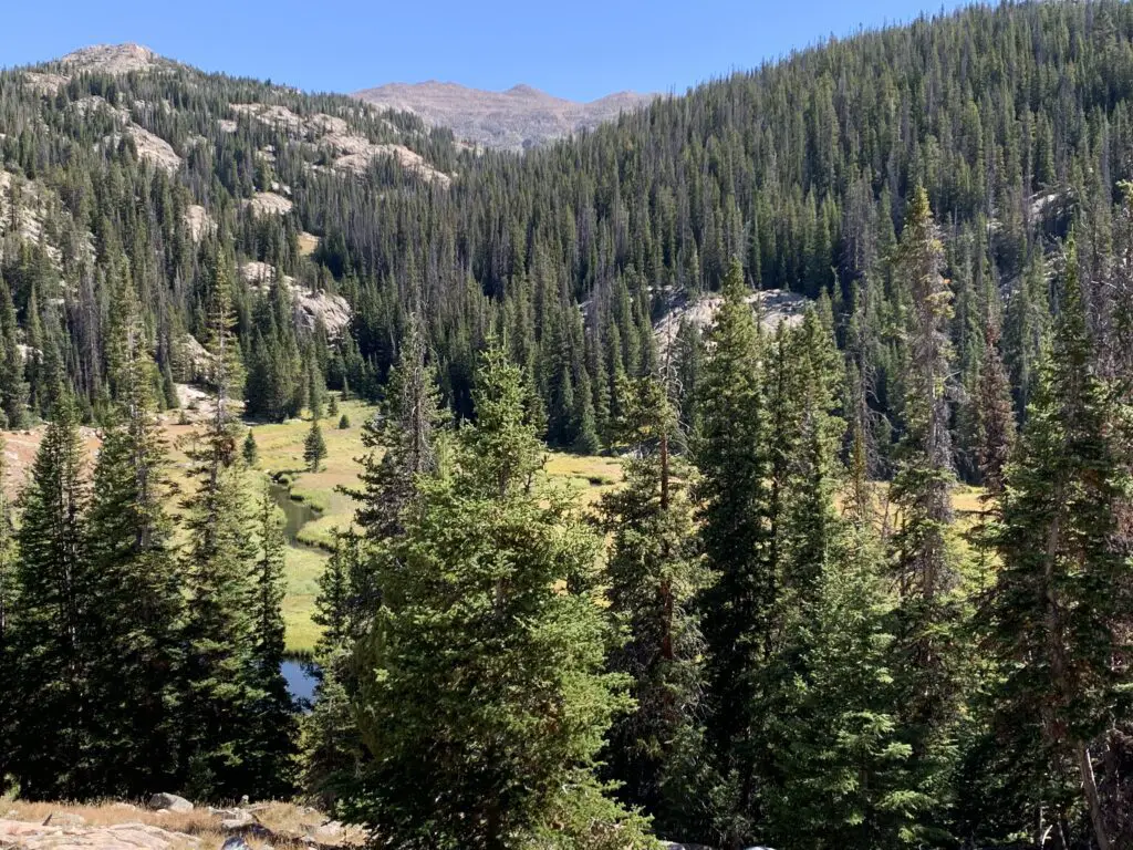 Pine trees in a grassy valley with a spring running through it and mountains on all sides