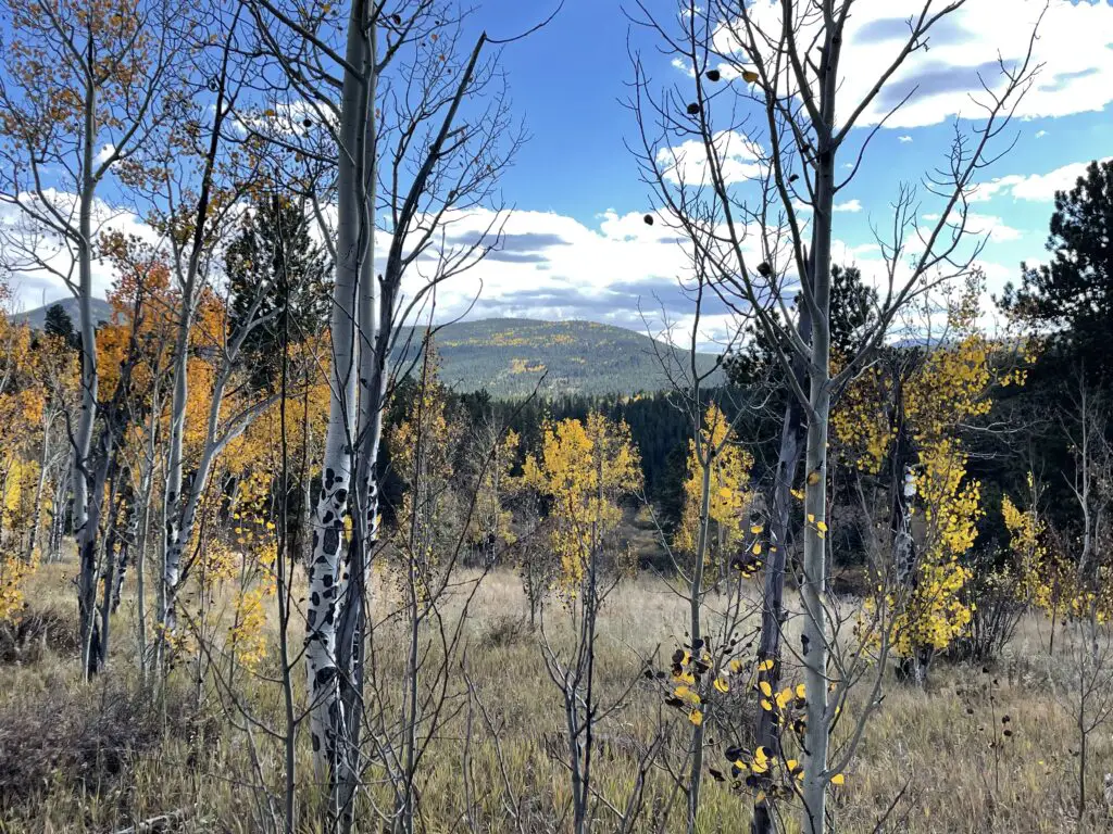 Narrow aspen trees with yellow leaves in a meadow in the foreground. Green and yellow-tree covered mountains rise in the background under a blud sky with white clouds.