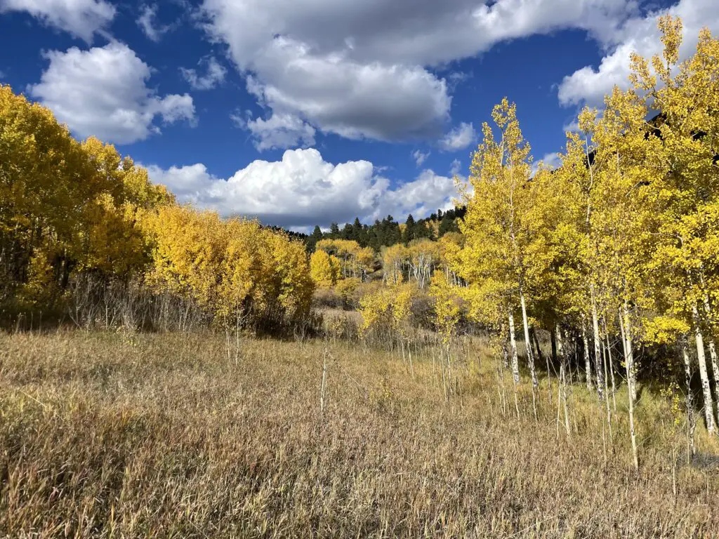 Bright yellow aspen trees surround a dunn-colored, grassy meadow under a blue sky with puffy, white clouds. 