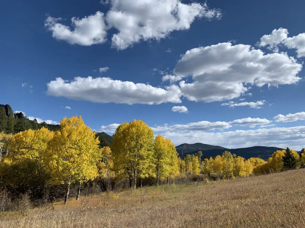 Bright yellow aspen trees surround a dunn-colored, grassy meadow under a blue sky with puffy, white clouds. 