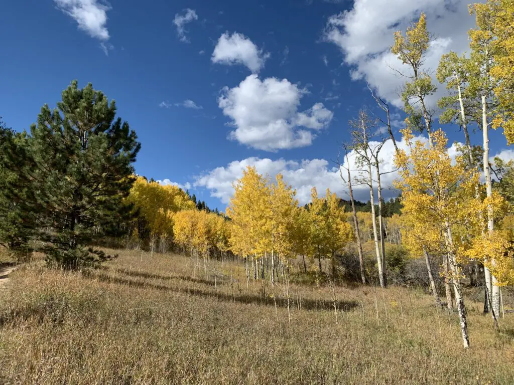 Bright yellow aspen trees (and a green pine tree) surround a dunn-colored, grassy meadow under a blue sky with puffy, white clouds. 