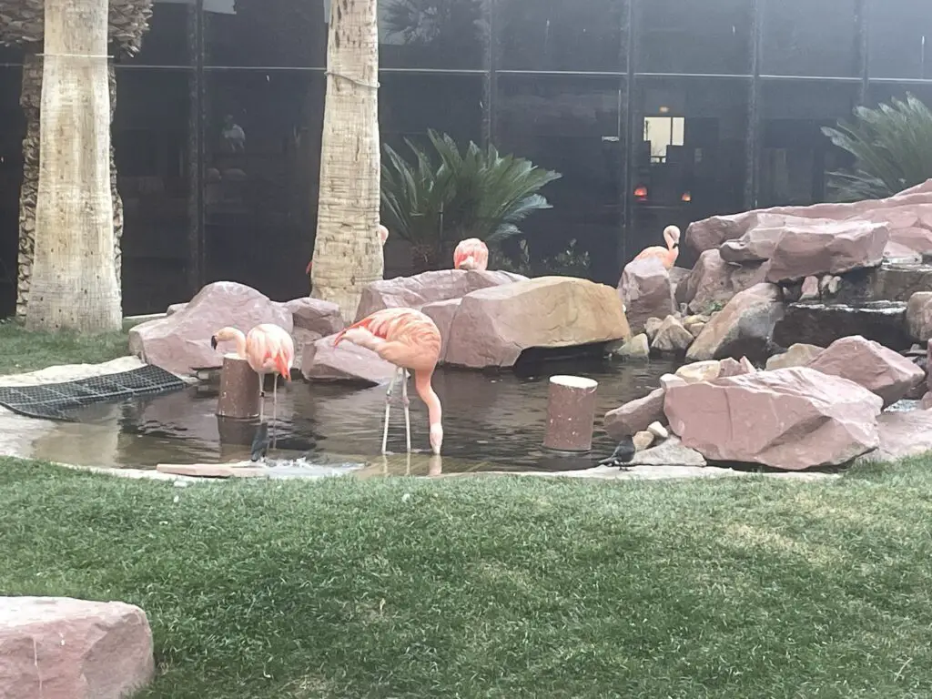 Several pink flamingos stand in a pool of water, or on rocks/grass surrounding the pool.