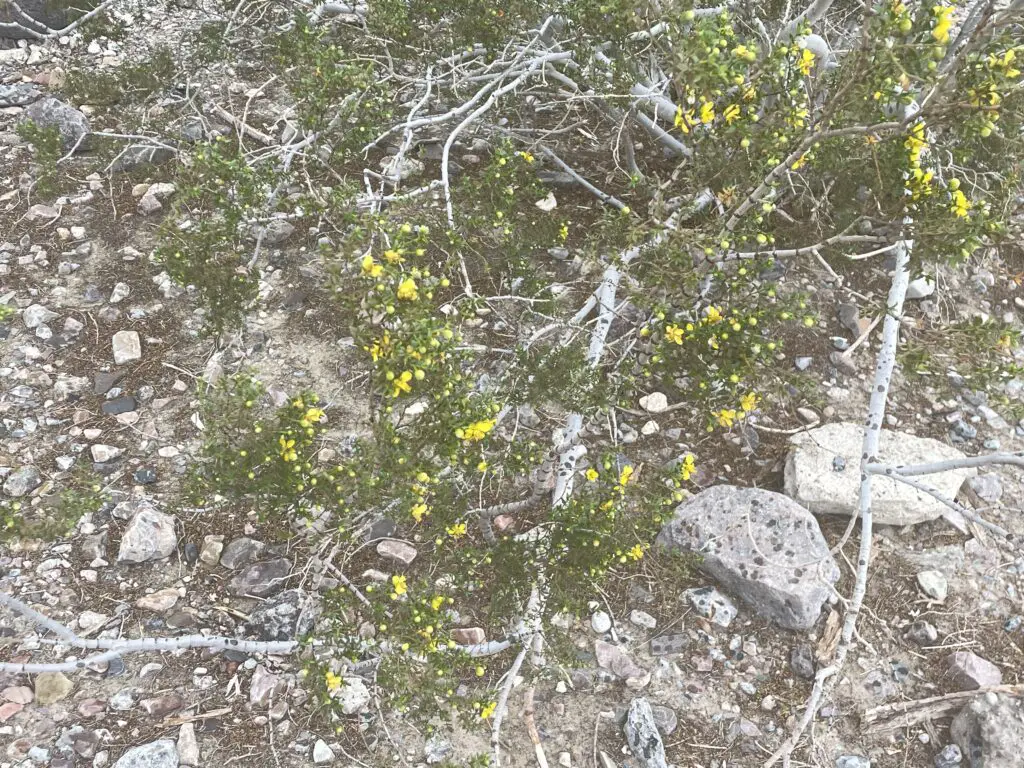 Small, yellow flowers on green plants spread across gravel