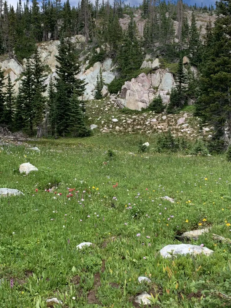 A grassy meadow full or yellow and red wildflowers backs up to a pine tree-covered rock wall. 