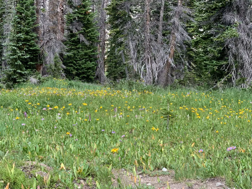 A green meadow full of yellow, wild flowers back up to a pine forest