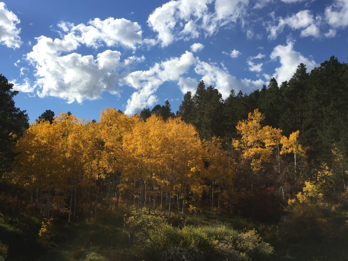 Yellow trees sit on a hill surrounded by green, pine trees, all under a blue sky filled with puffy, white clouds