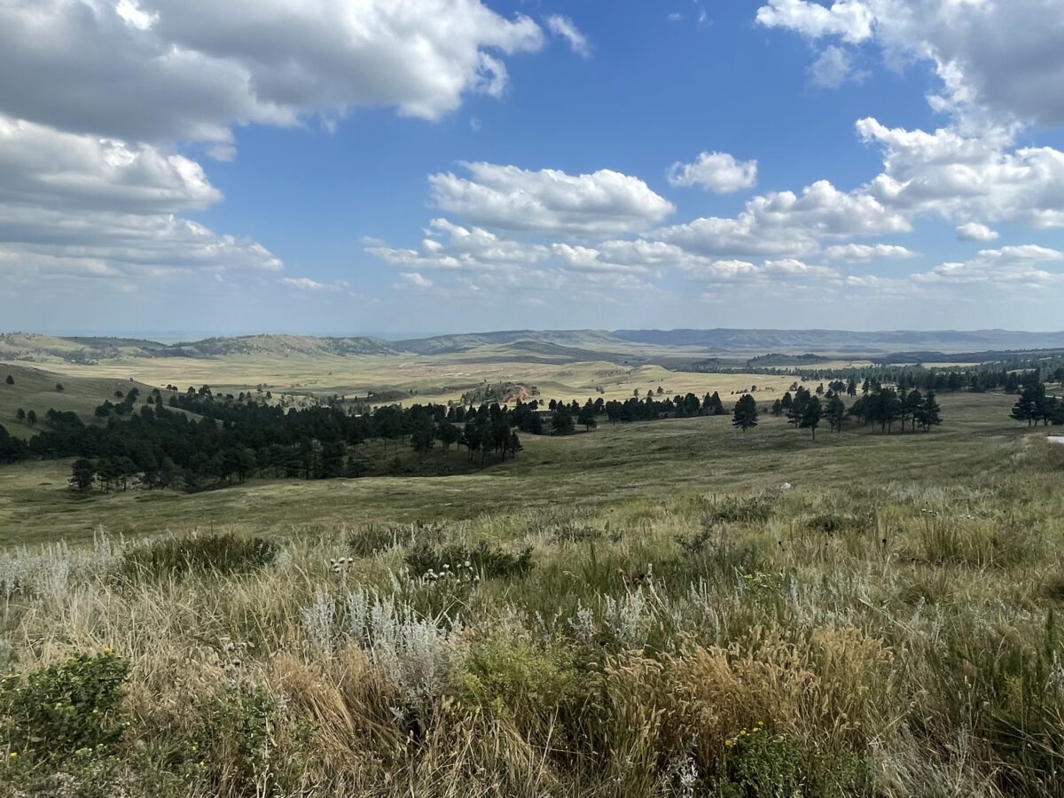 View overlooks grassy, rolling plains and hills dotted with pine trees all under a blue sky speckled with white, fluffy clouds.