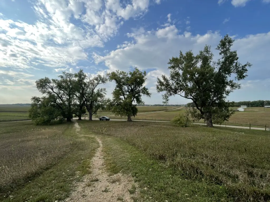 5 cottonwood trees stand in a field