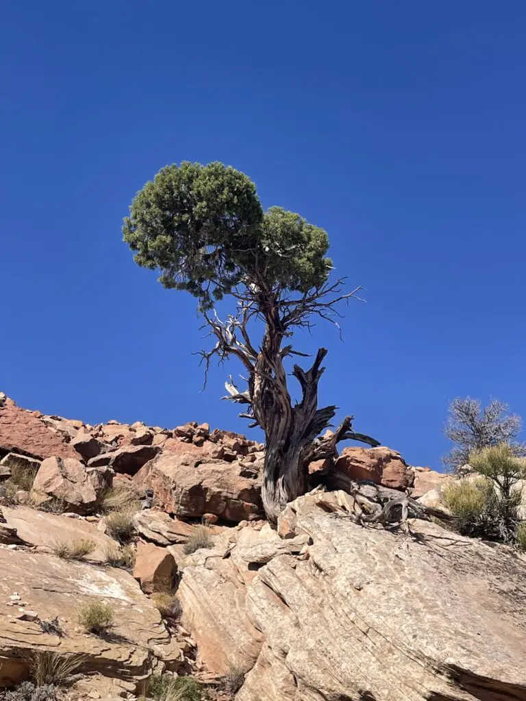 A small, green, pinyon pine juts out of the rock, under a clear, blue sky