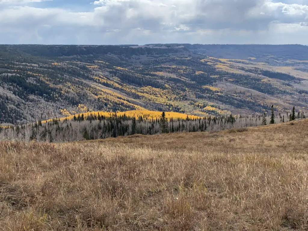 A hillside of yellow-leafed trees mingled amongst dark green, pine trees.