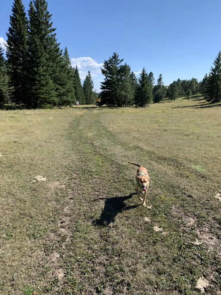 Happy-looking dog running through a grassy meadow with large pine trees in the backgound