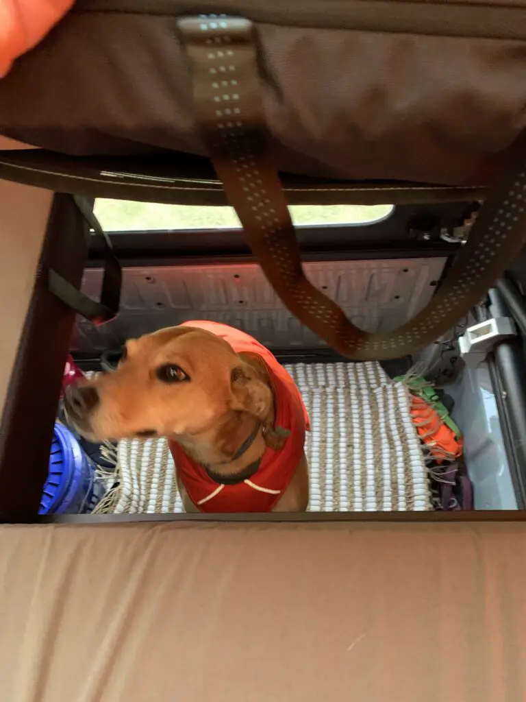 View from above of a dog that peers through a hole in the tent floor where a removable panel has been moved. 