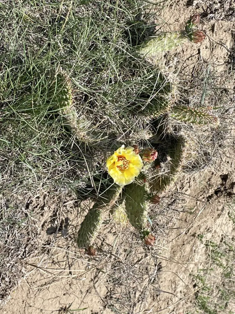 Yellow flower on a cactus on a green and dirt desert surface