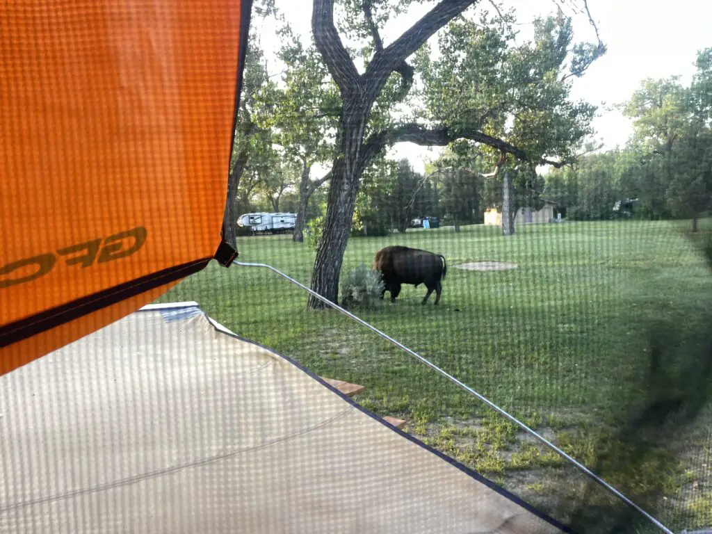 A bison grazes on grass near trees. Viewed through the mesh of an orange tent in a campground.