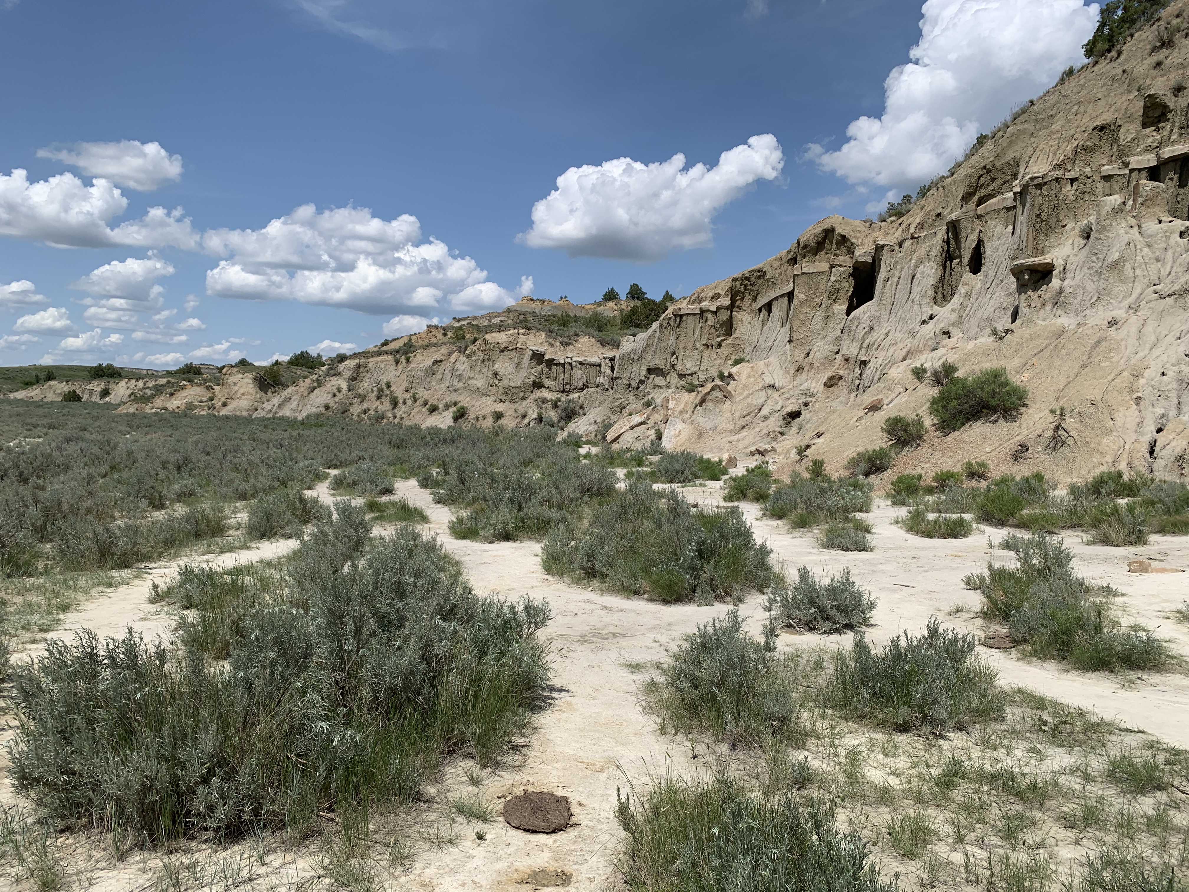 A dry, sandy stream-bed with green, scrub brush growing in it and a sandy, rocky bank, all under a blue sky with puffy, white clouds