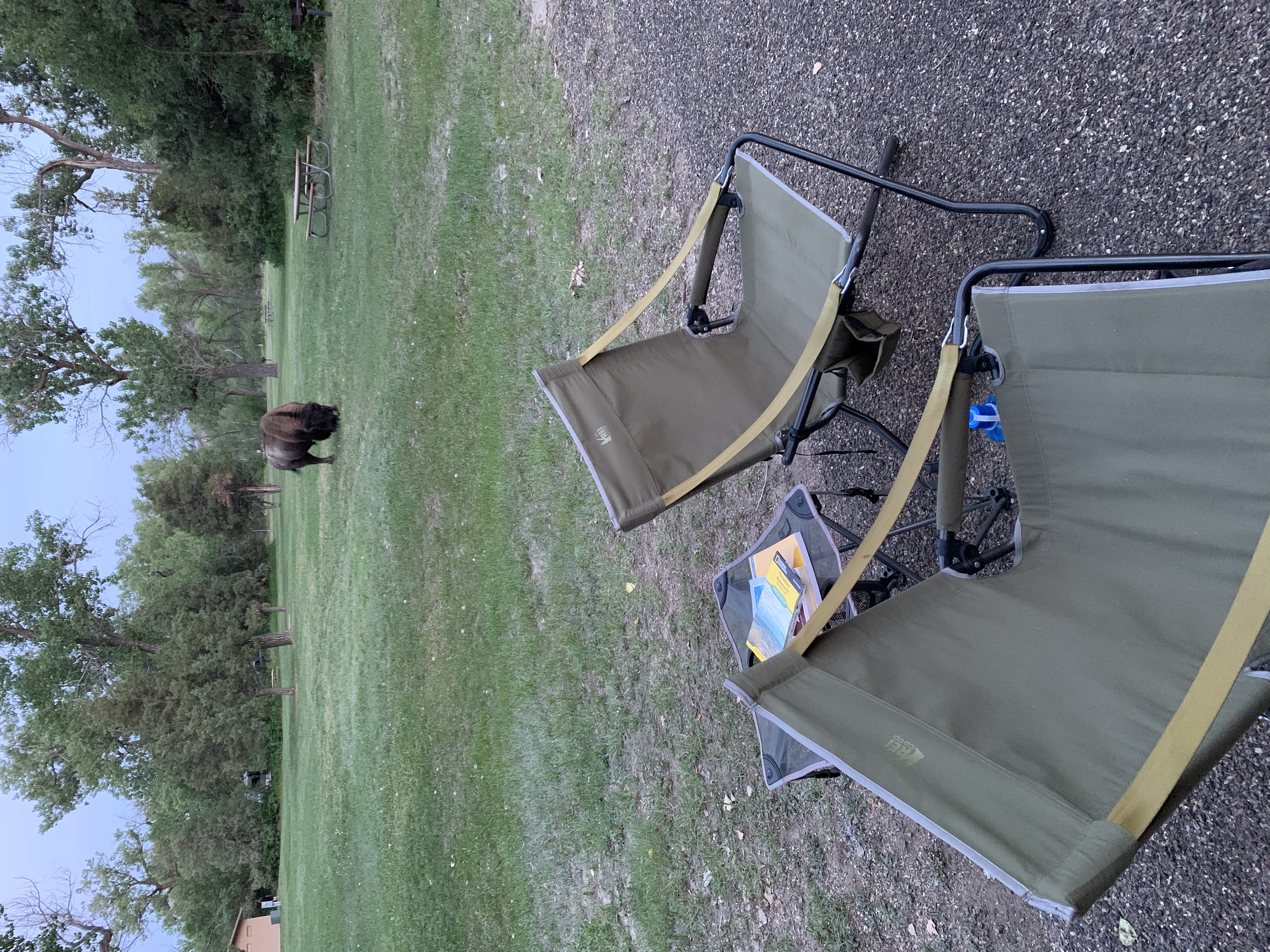 A large buffalo grazing in a grassy field very close to some camping chairs