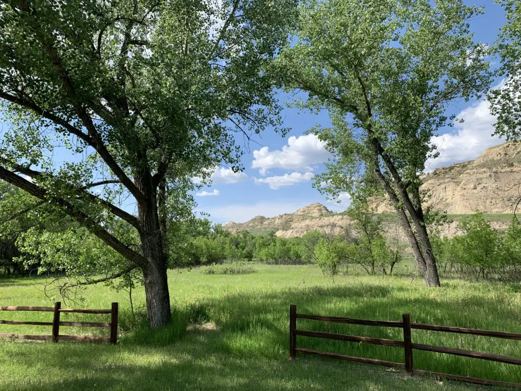 Split-rail fence covered and large, green cottonwood trees. A dirt hill is in the background, all under a blue sky