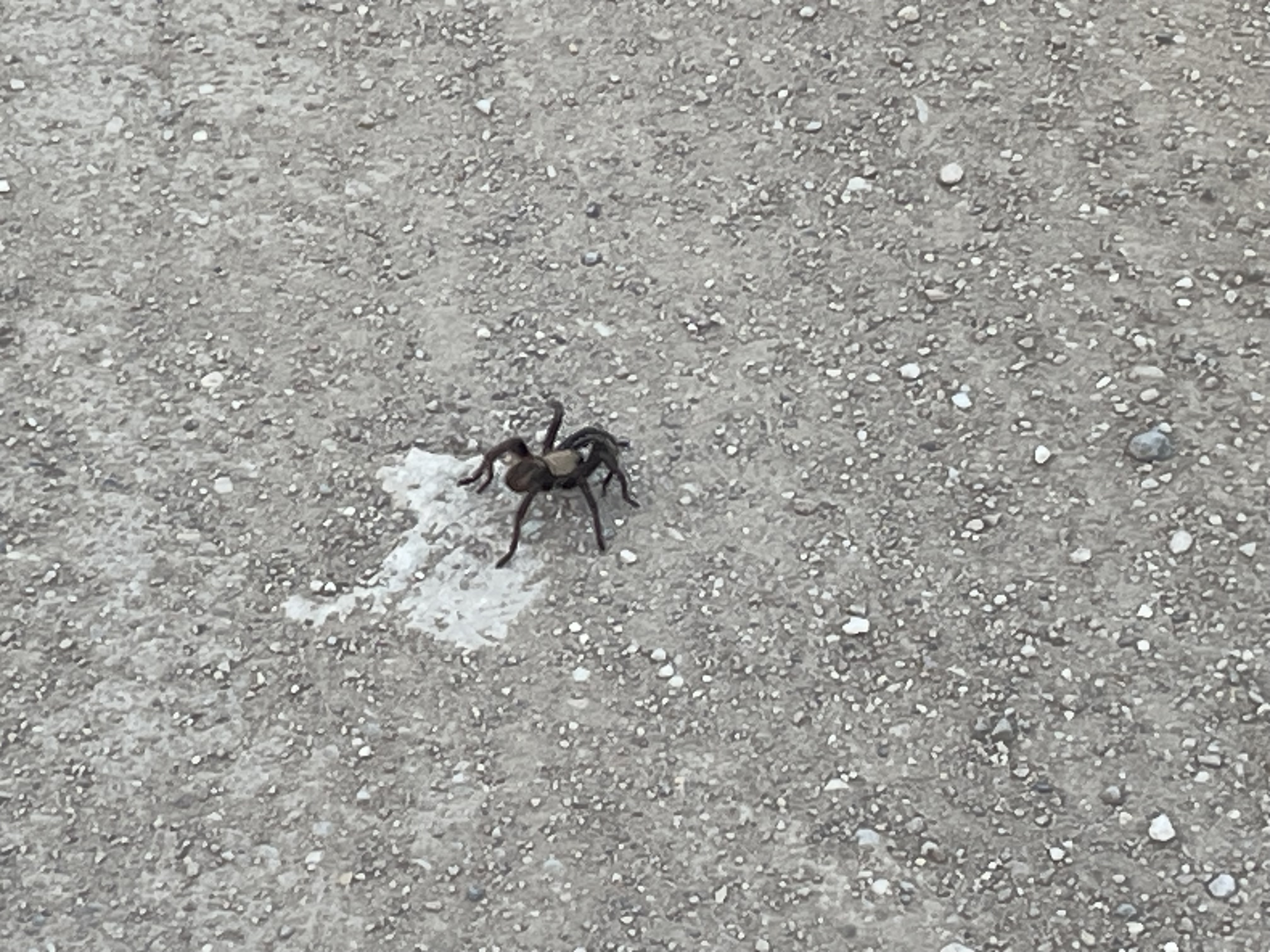 A close-up of a large, black ant walking on a gravel road, scattered with small pebbles and white spots.