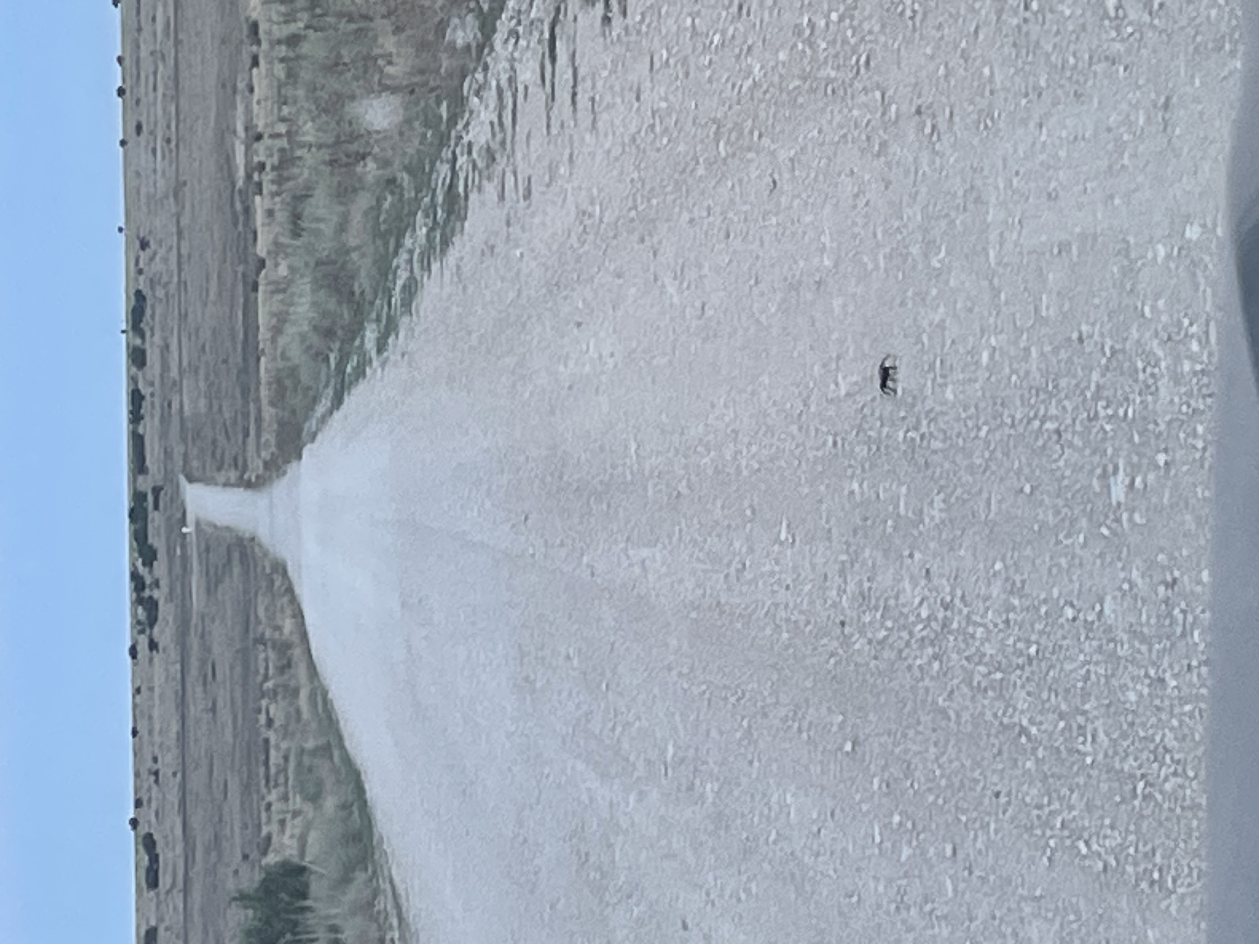 A long, straight, dirt road stretches into the distance across a dry, grassy plain. In the foreground, a dark tarantula, crosses the road. The sky is pale blue.