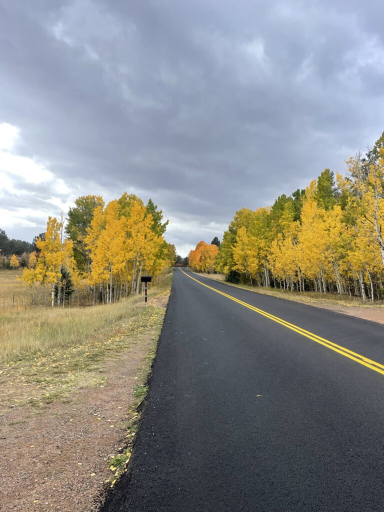 A road runs through a rural area lined with trees showcasing bright yellow and some orange autumn foliage under a cloudy, gray sky.
