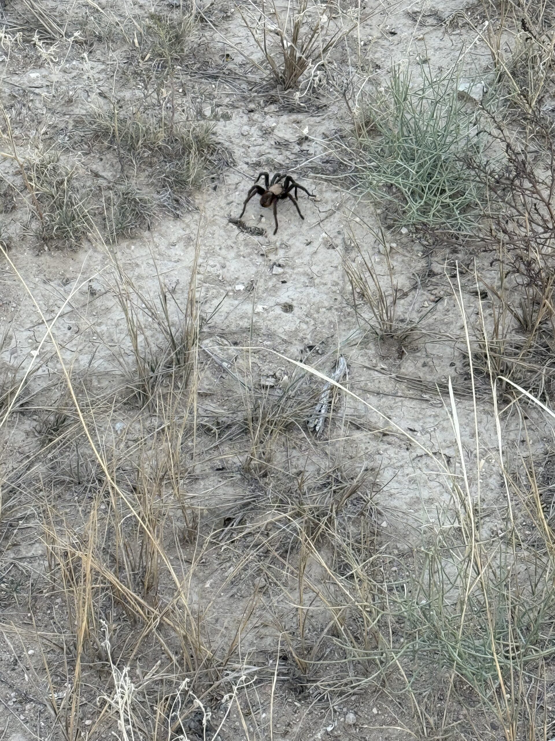 A large, black and tan tarantula crawls on dry, sandy ground scattered with sparse green and brown grass.
